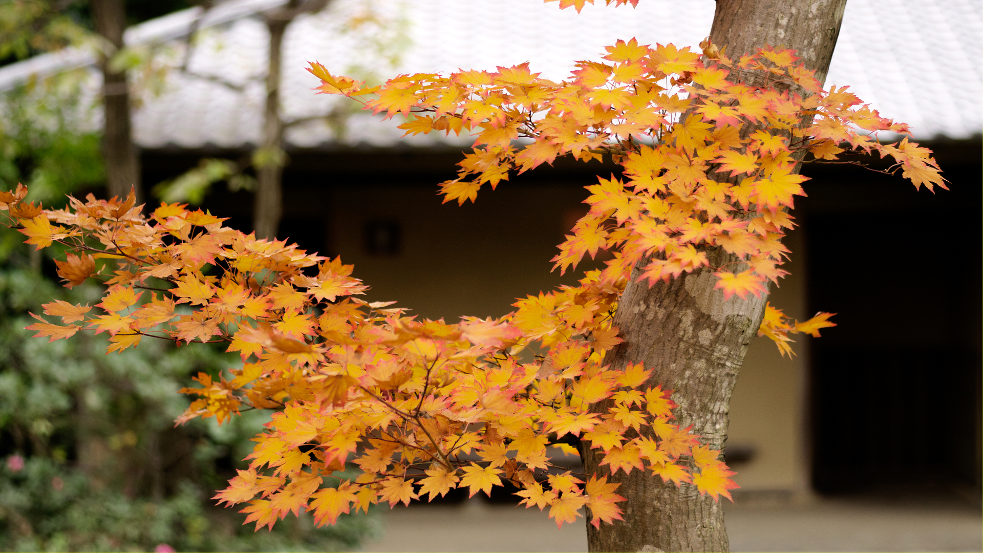 DSC01460x3.jpg