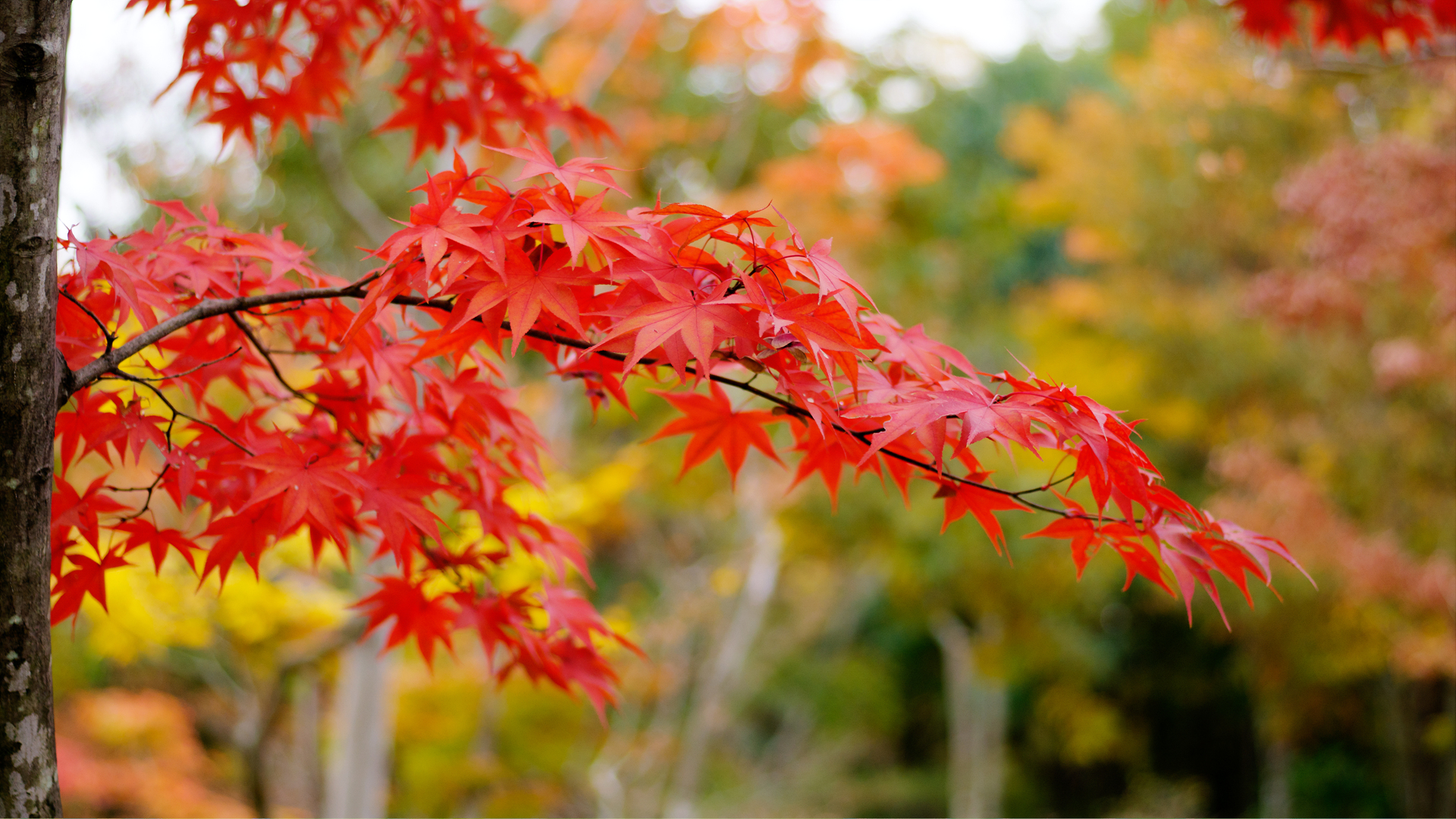 DSC01452x3.jpg