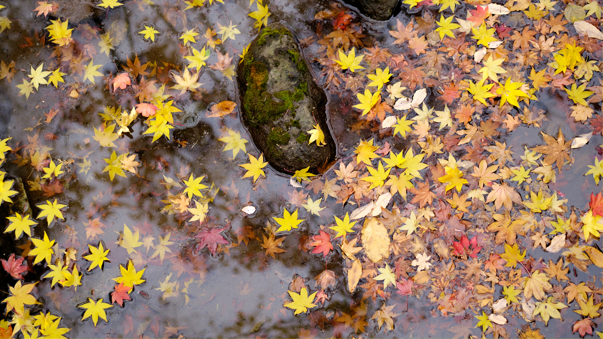 DSC01472x3.jpg