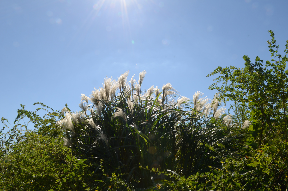 DSC_3542.jpg